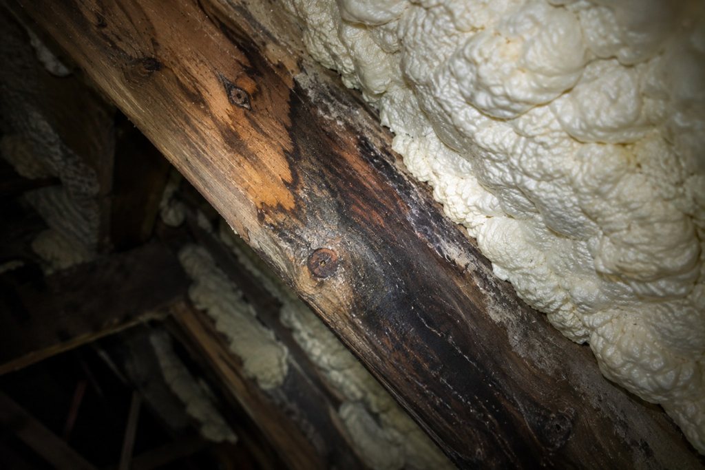 Damp or a musty loft